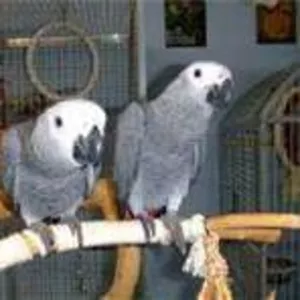 замечательный и очень игривые африканские серые попугаи на продажу