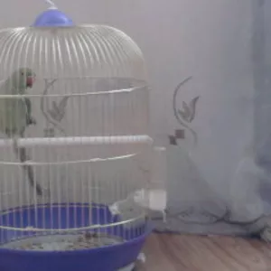 Животные птицы попугай Жорик зовут его ему 1.5 года мальчик с клеткой 