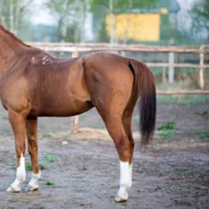 Продаю откормленных лошадей на мясо,  согым от 150000 тенге