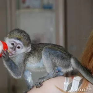 1 Мальчик и девочка обезьян-капуцинов