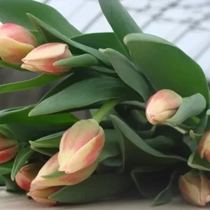 Тюльпаны к 8 марта и 14 февраля 2019 оптом