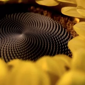 SolPro - промышленные жиры и маргарины