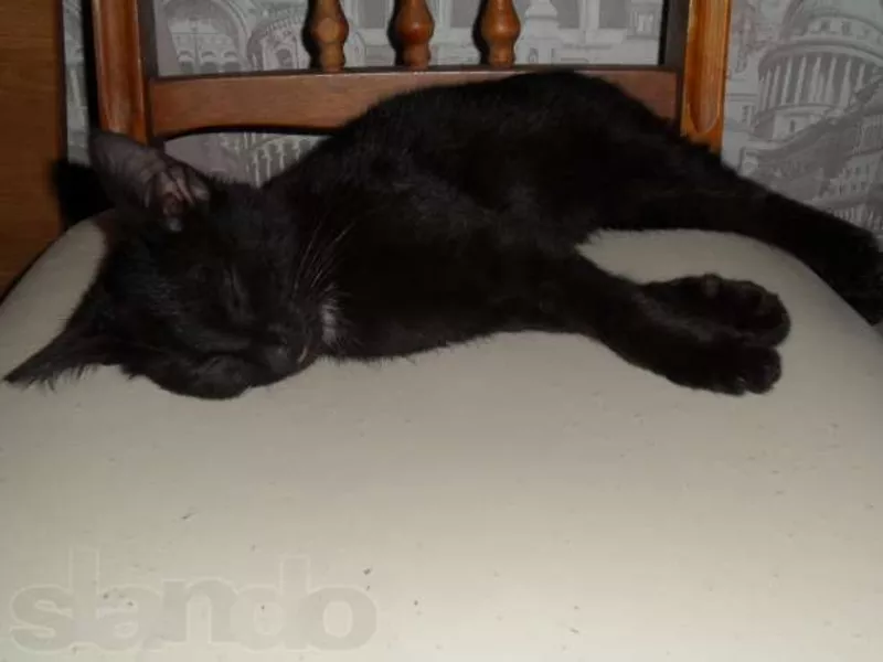 черный котенок с британскими корнями в дар 4