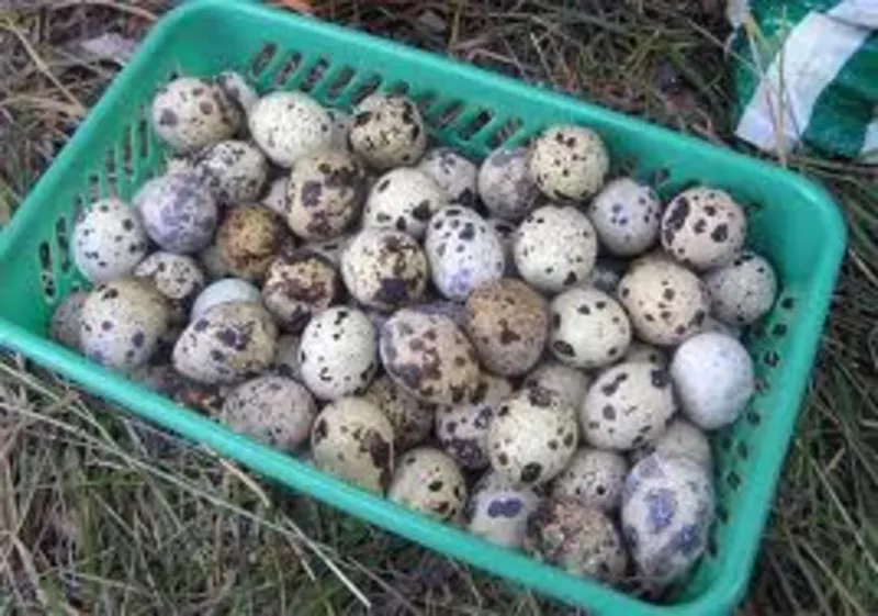 яйца перепелиные