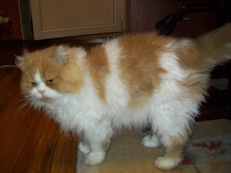 Персидский кот,  продам 4