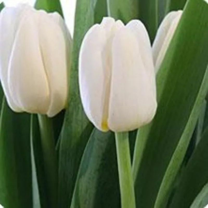 Тюльпаны по оптовой цене(только 3 дня)Сделай предзаказ на 8 марта!!! 3