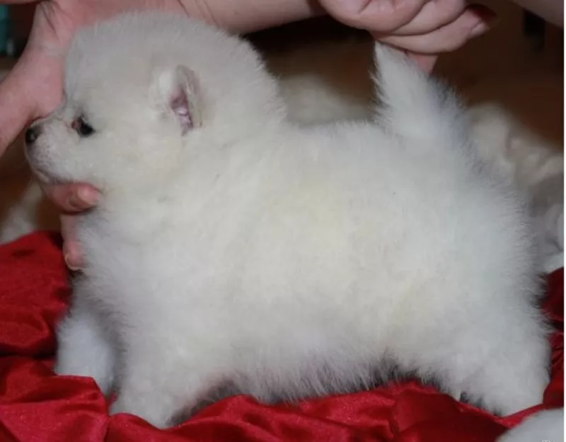 Бесценный Белый щенок померанского для усыновления