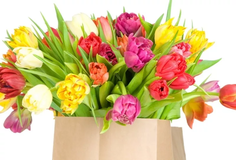 Голландские тюльпаны на 8 марта! 