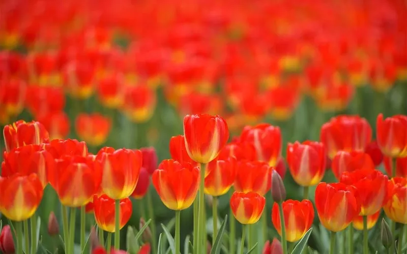 Голландские тюльпаны на 8 марта!  3