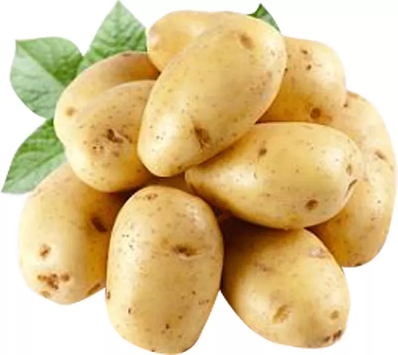 Картофель урожая 2016,  оптом от 20 тонн из РБ по выгодной цене!