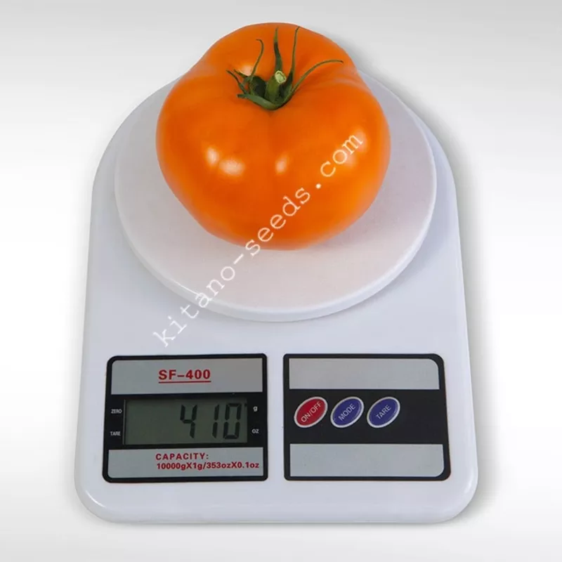Семена оранжевого низкорослого томата АЙСАН F1 2